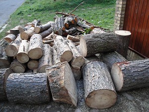 近くの家で伐採された樹命40年の松